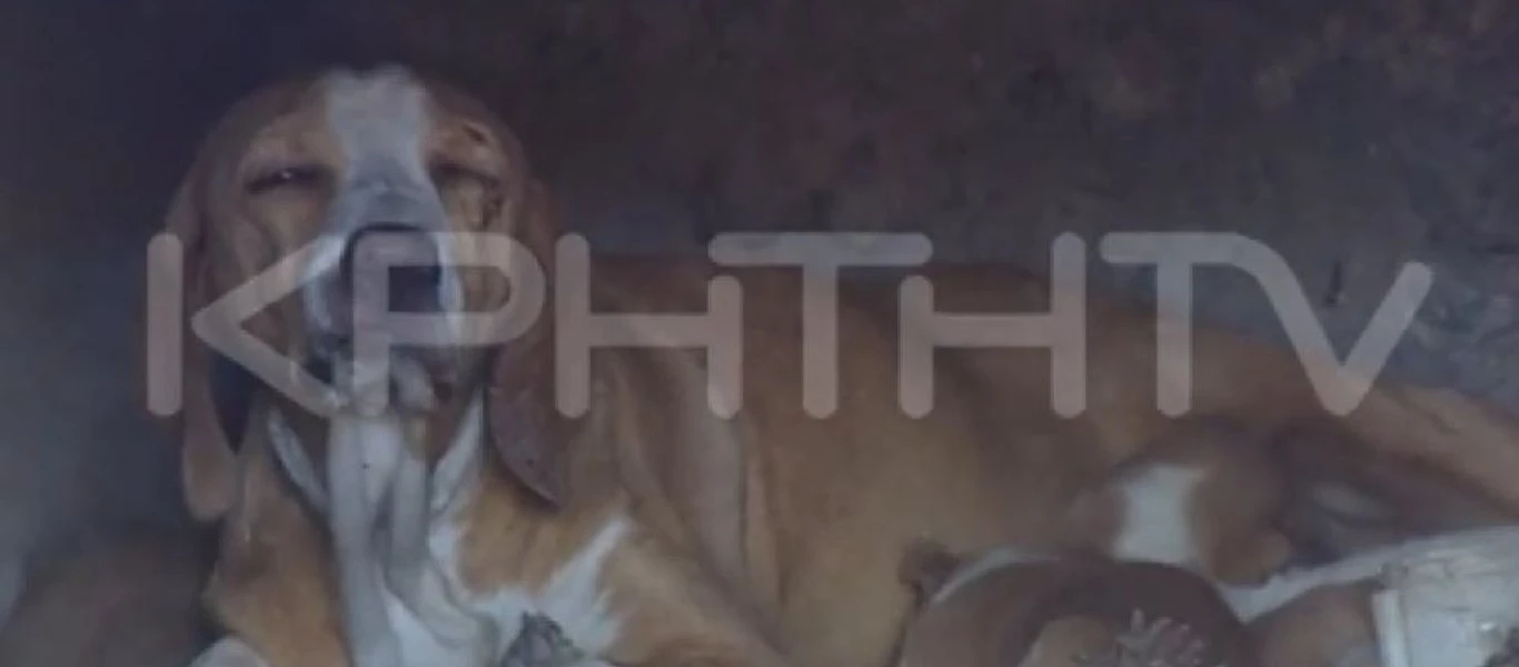 Κρήτη: Κτήνη έκλεισαν σκυλίτσα με τα κουτάβια της σε αναμμένο φούρνο! (βίντεο)